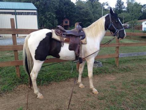 Community Org Seeks <b>Horses</b> to Buy. . Craigslist horses for sale by owner